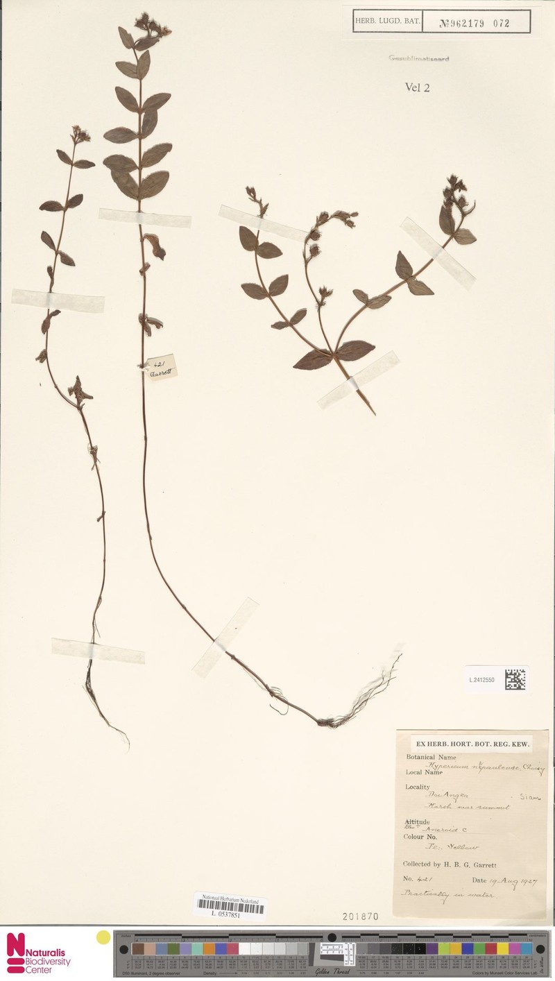 Hypericum elodeoides subsp. elodeoides