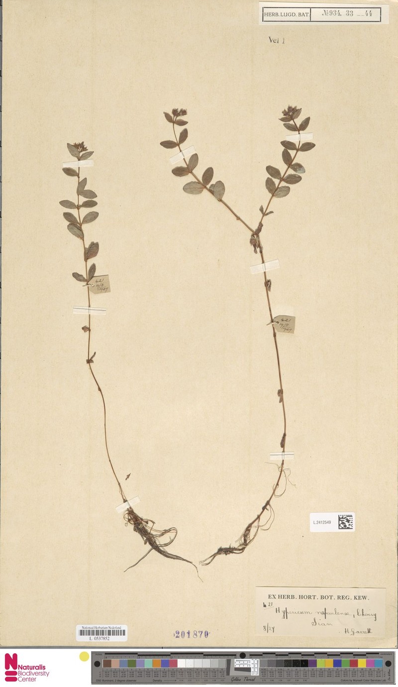 Hypericum elodeoides subsp. elodeoides photo 2