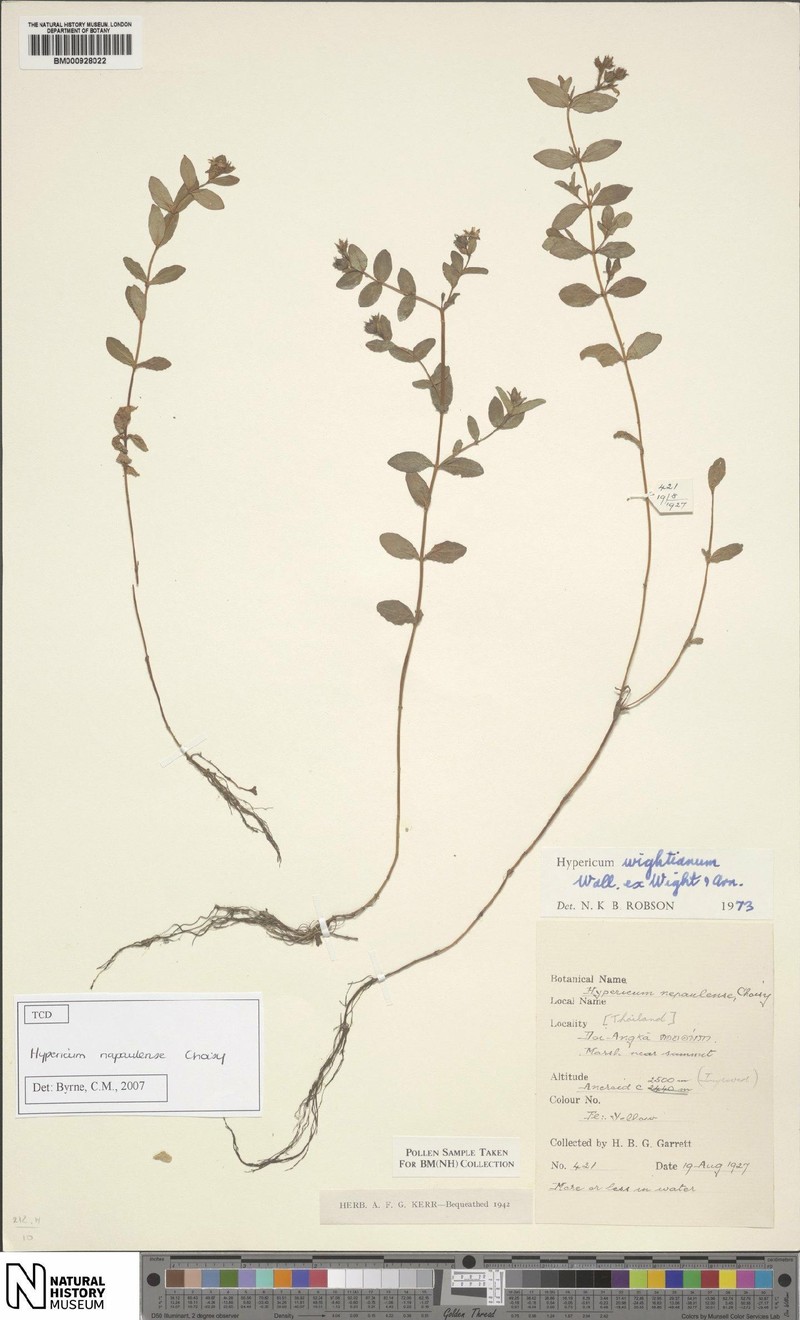 Hypericum elodeoides subsp. elodeoides photo 3