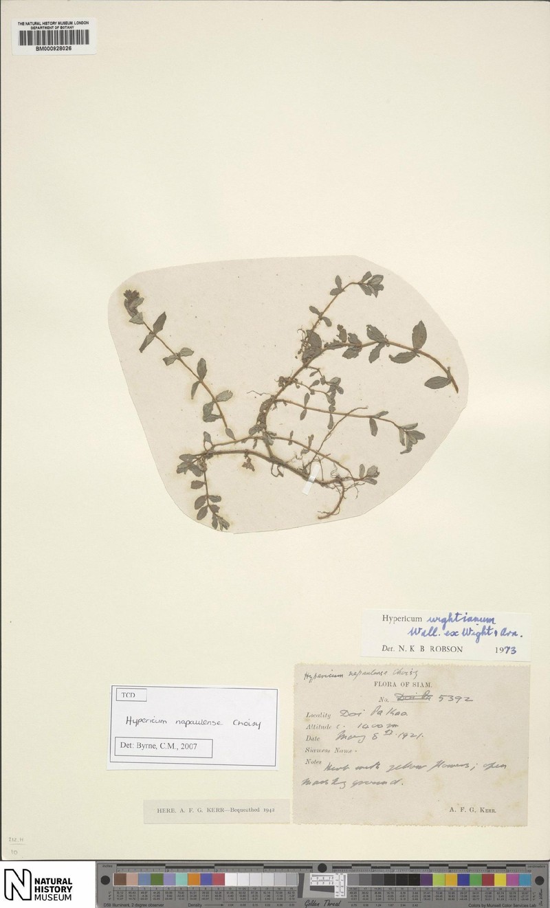 Hypericum elodeoides subsp. elodeoides photo 4