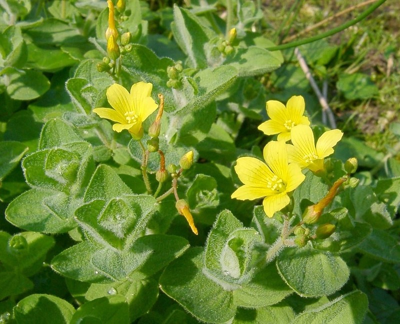 Hypericum elodes photo 2