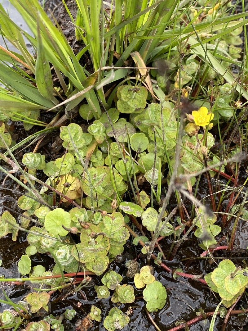 Hypericum elodes photo 3