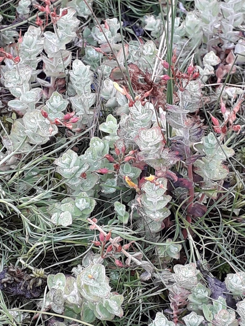 Hypericum elodes photo 4