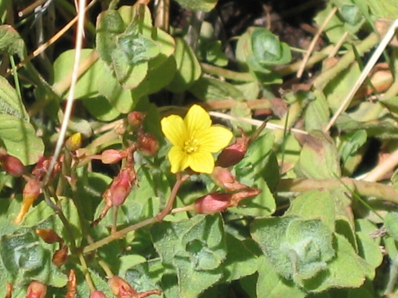 Hypericum elodes photo 5