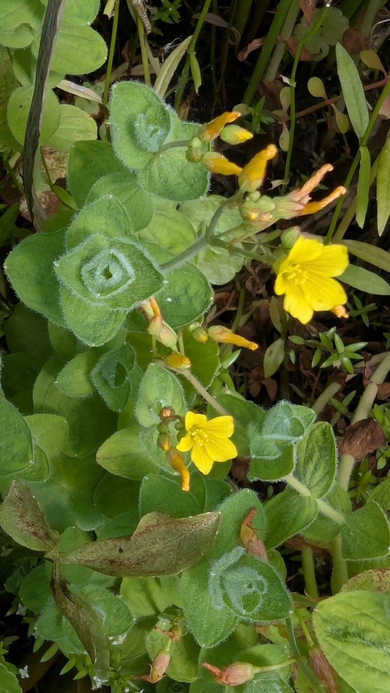 Hypericum elodes photo 6