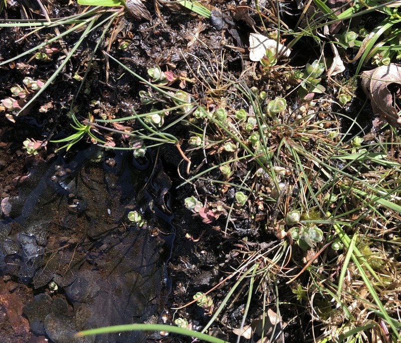Hypericum elodes photo 7