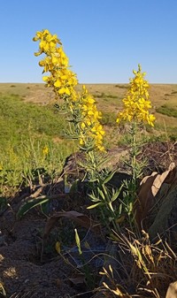 Hypericum elongatum