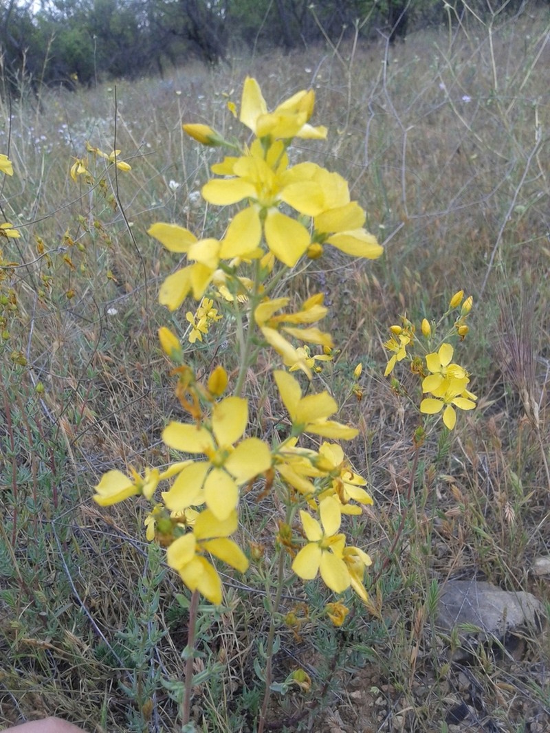 Hypericum elongatum photo 2