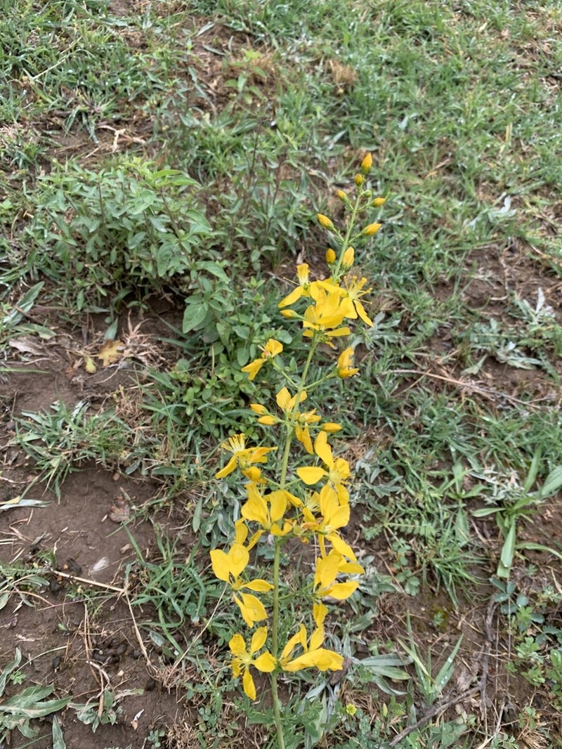 Hypericum elongatum photo 3