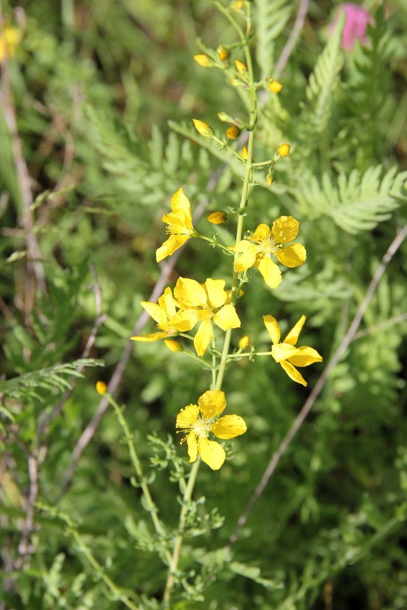 Hypericum elongatum photo 4
