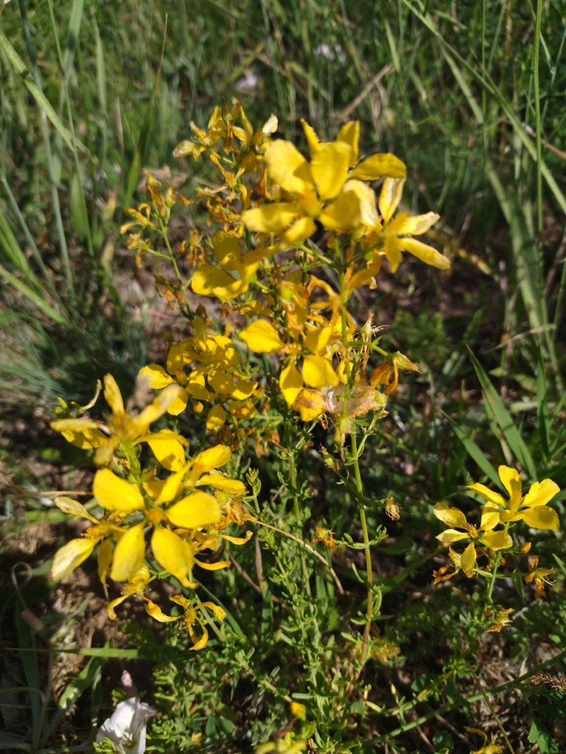Hypericum elongatum photo 5