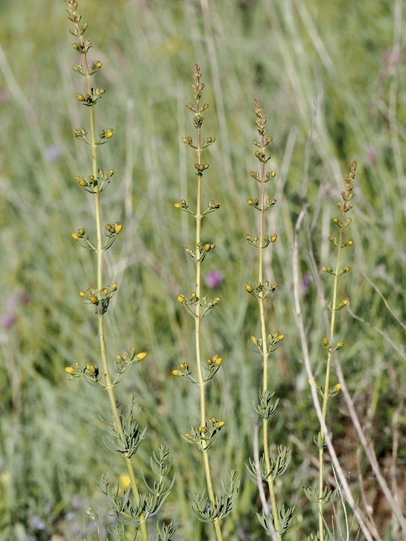 Hypericum elongatum photo 6