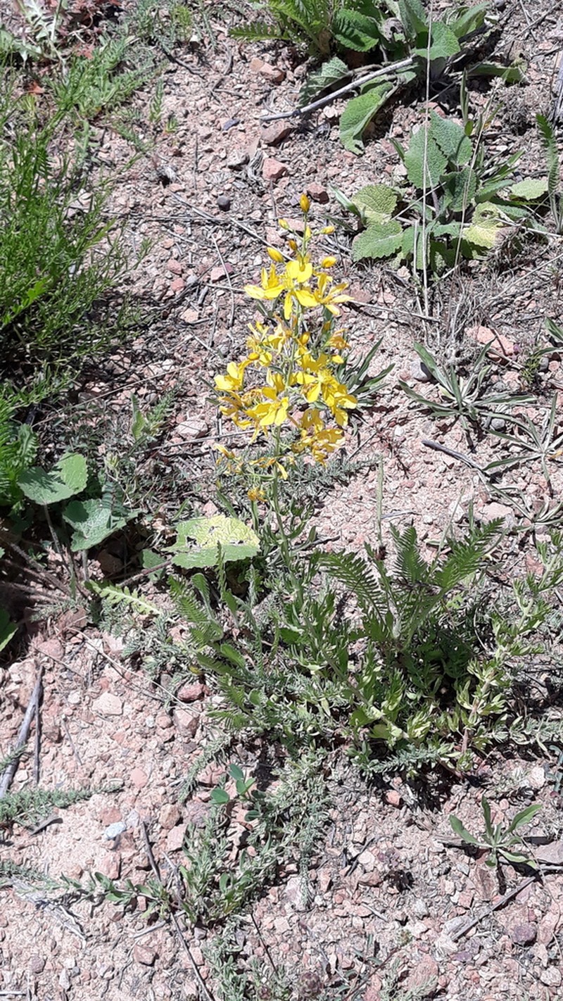 Hypericum elongatum photo 7