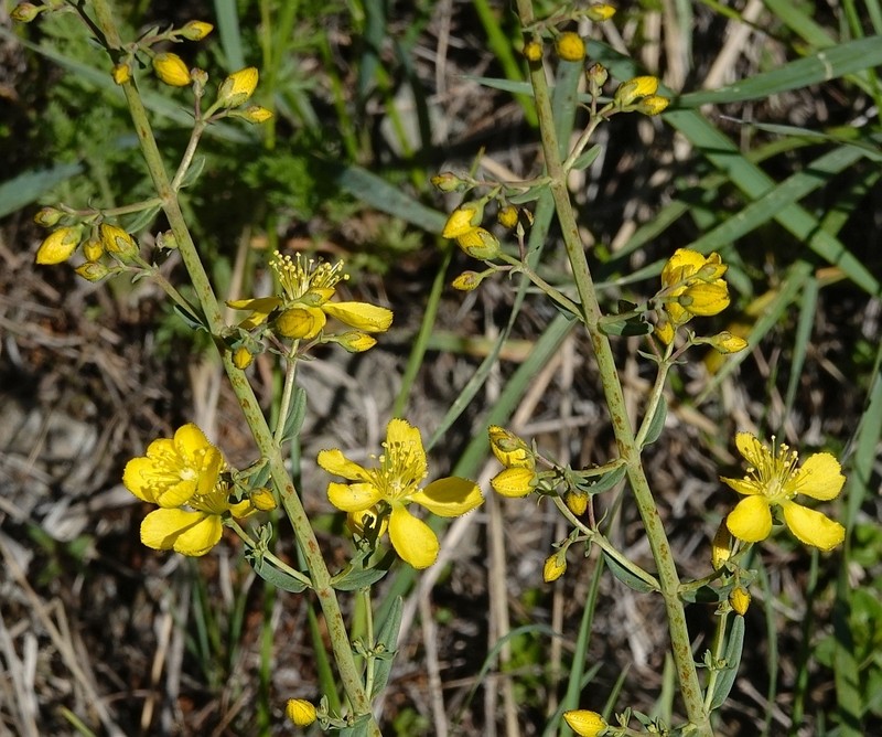 Hypericum elongatum photo 8