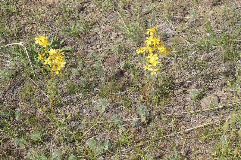 Hypericum elongatum var. elongatum