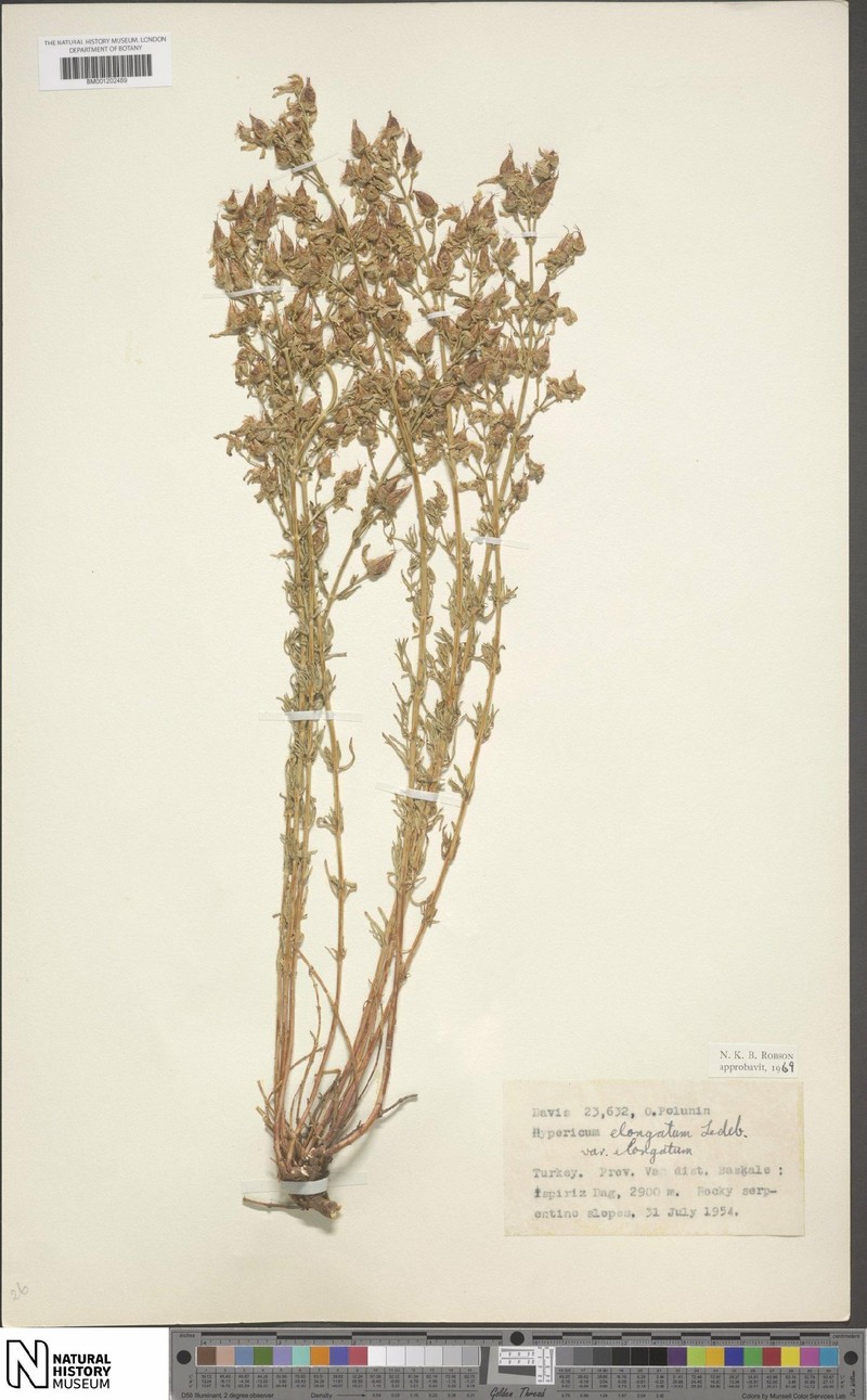 Hypericum elongatum var. elongatum photo 2