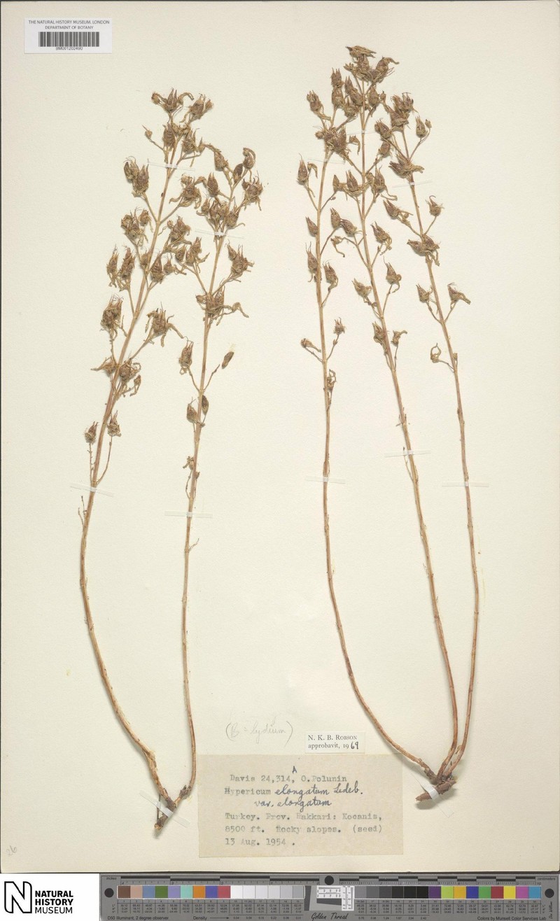 Hypericum elongatum var. elongatum photo 3