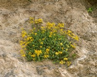 Hypericum empetrifolium