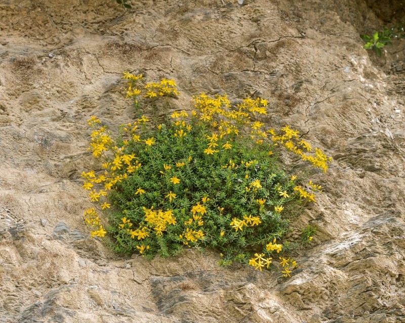 Hypericum empetrifolium