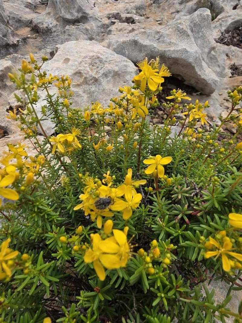 Hypericum empetrifolium photo 2