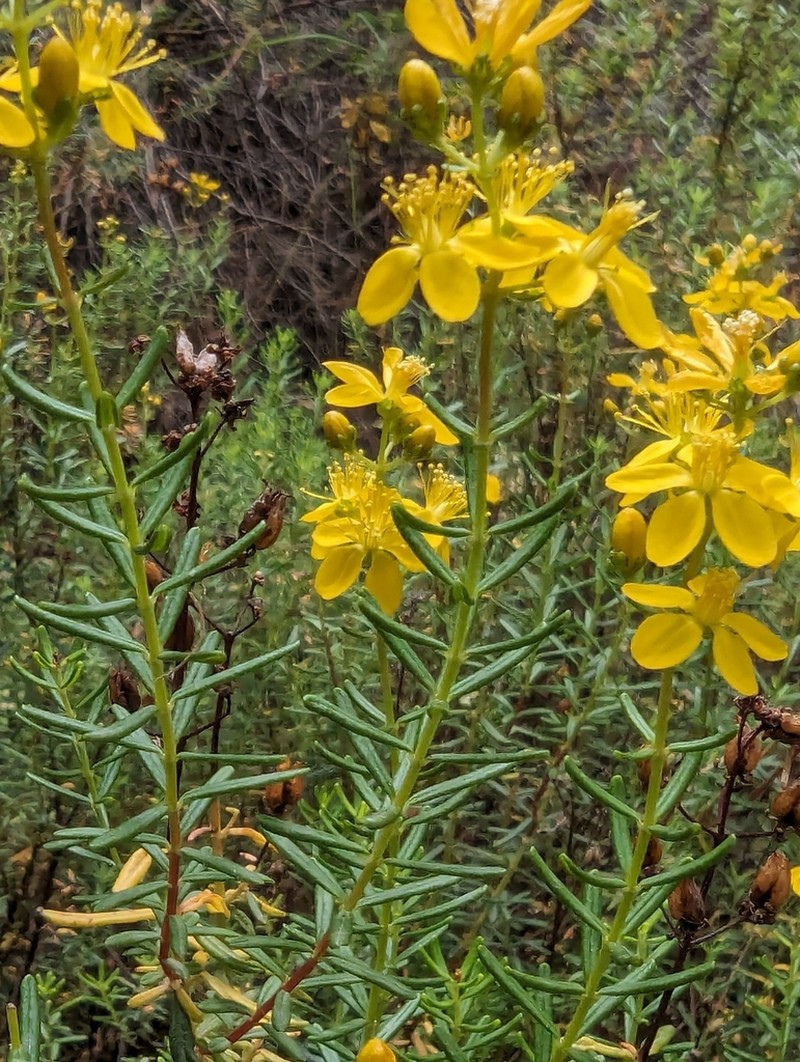 Hypericum empetrifolium photo 3