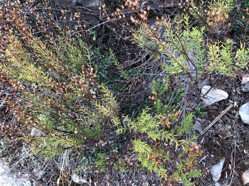Hypericum empetrifolium photo 4