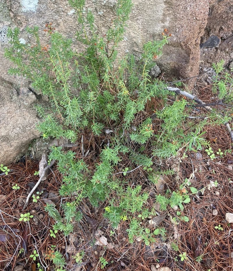 Hypericum empetrifolium photo 5