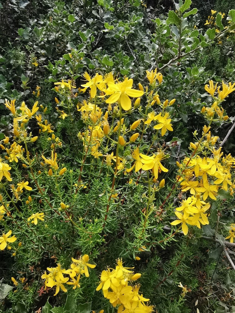 Hypericum empetrifolium photo 6
