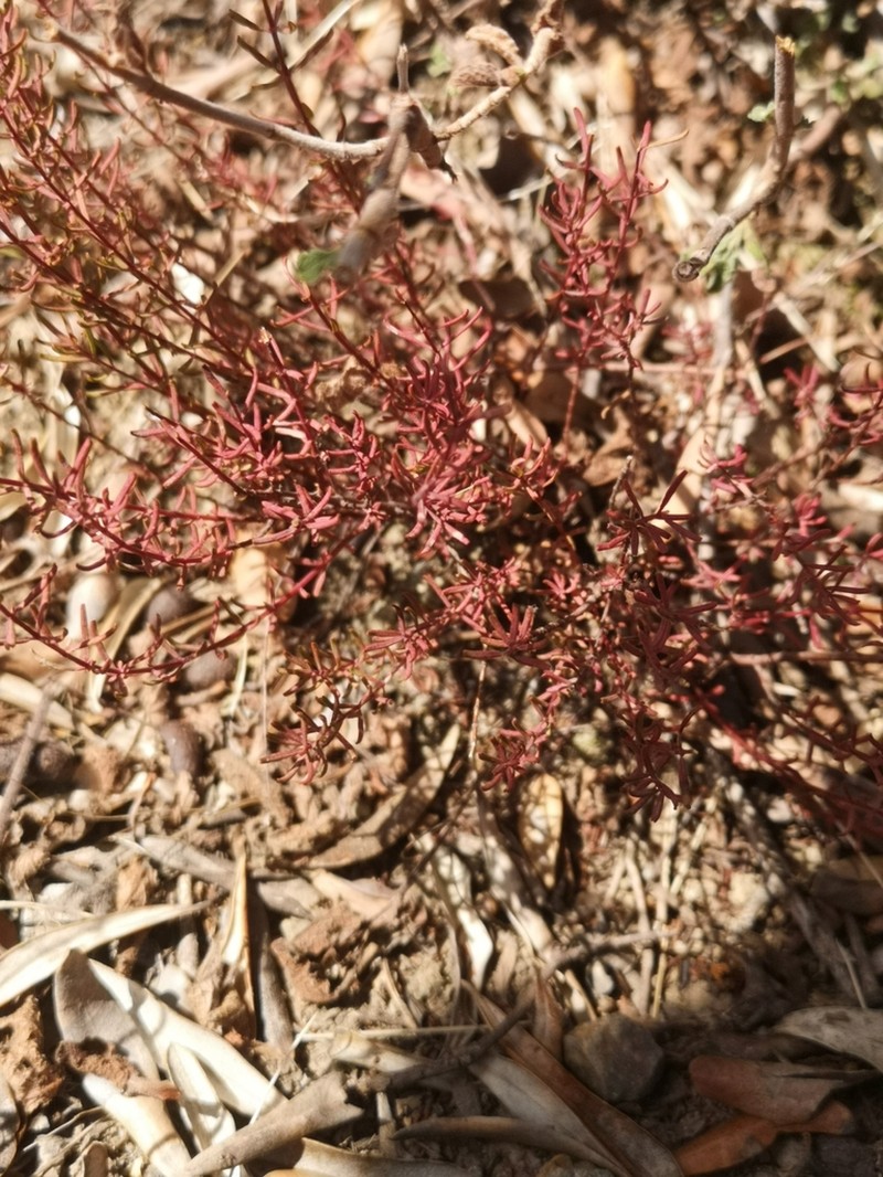Hypericum empetrifolium photo 7