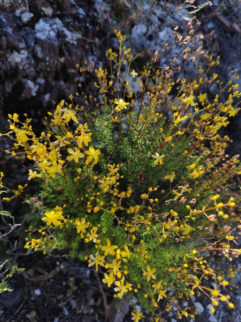 Hypericum empetrifolium photo 8