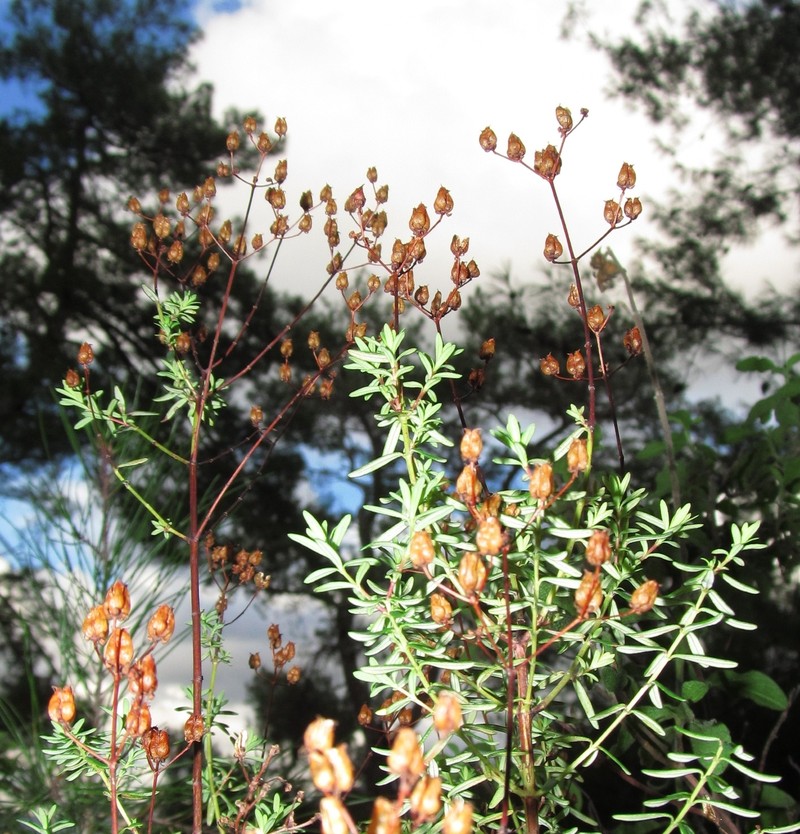 Hypericum empetrifolium subsp. empetrifolium photo 2