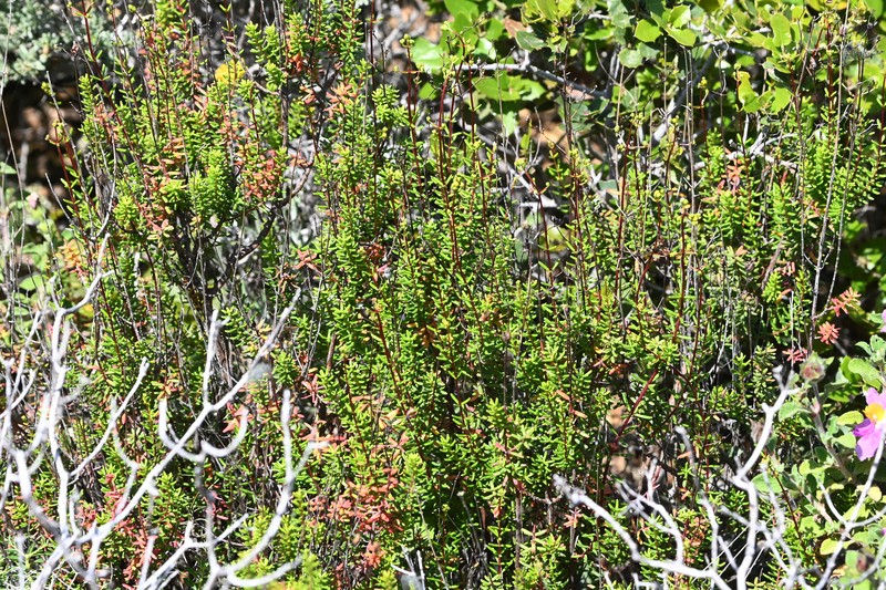 Hypericum empetrifolium subsp. empetrifolium photo 3