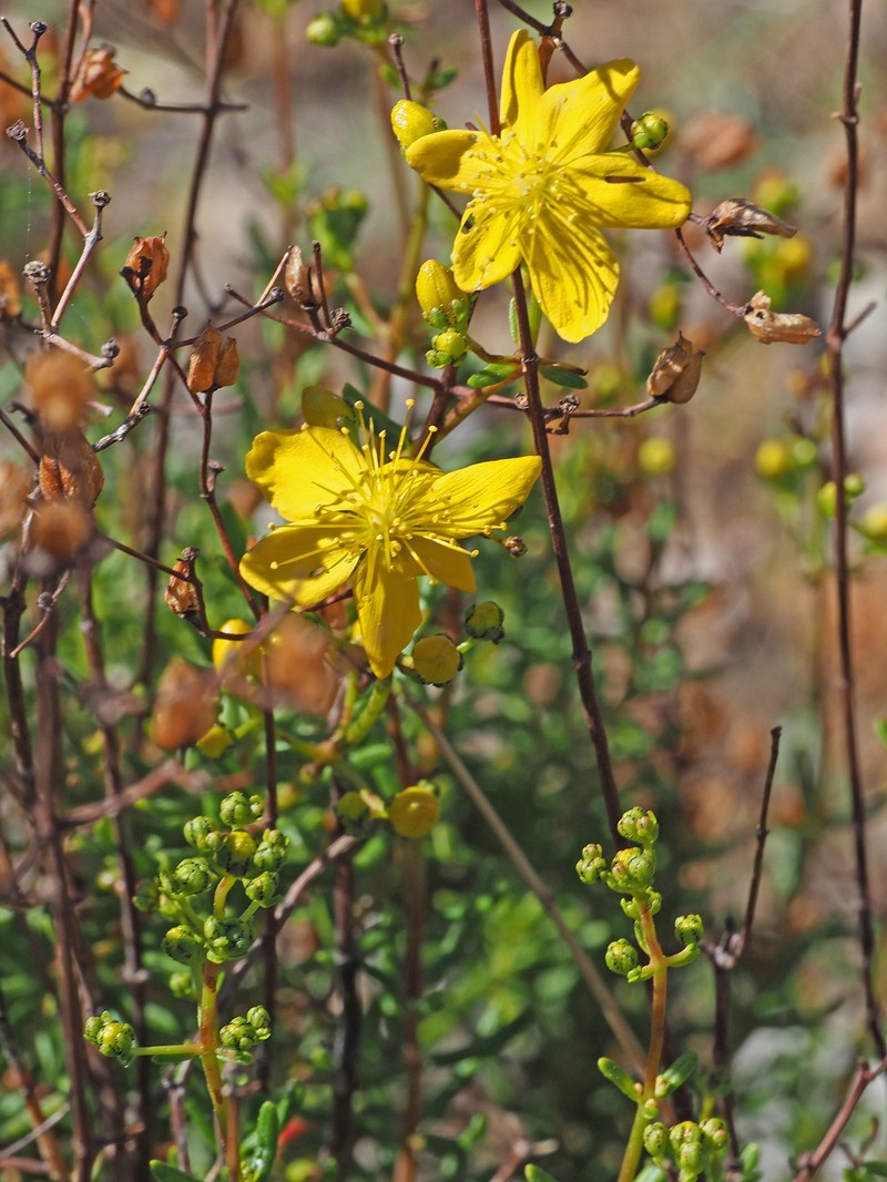 Hypericum empetrifolium subsp. empetrifolium photo 4