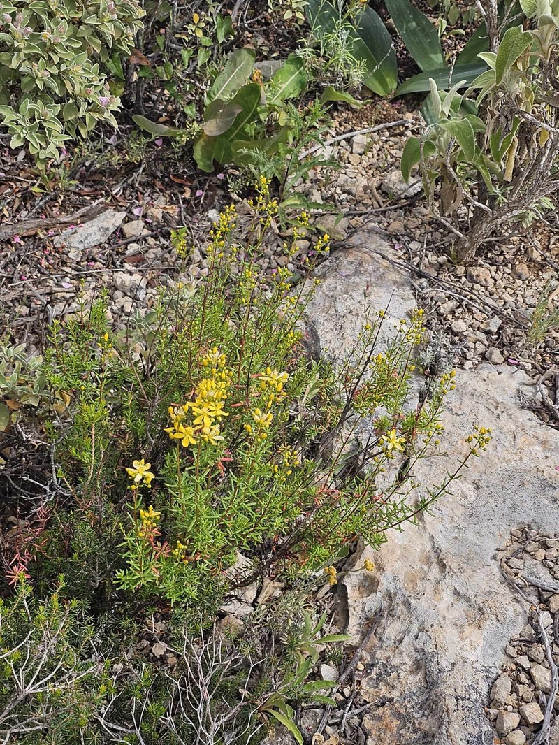 Hypericum empetrifolium subsp. empetrifolium photo 5