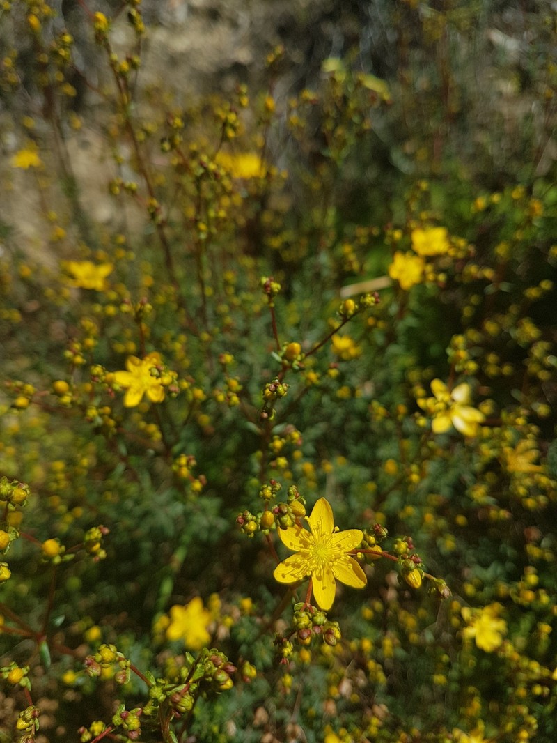 Hypericum empetrifolium subsp. empetrifolium photo 7