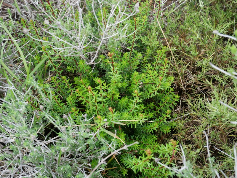Hypericum empetrifolium subsp. empetrifolium photo 8