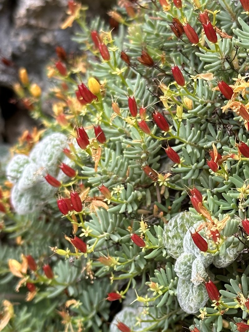 Hypericum empetrifolium subsp. oliganthum