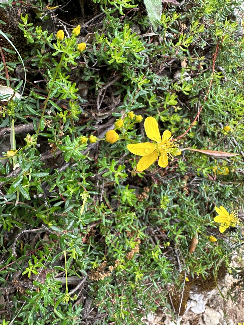 Hypericum empetrifolium subsp. oliganthum photo 2