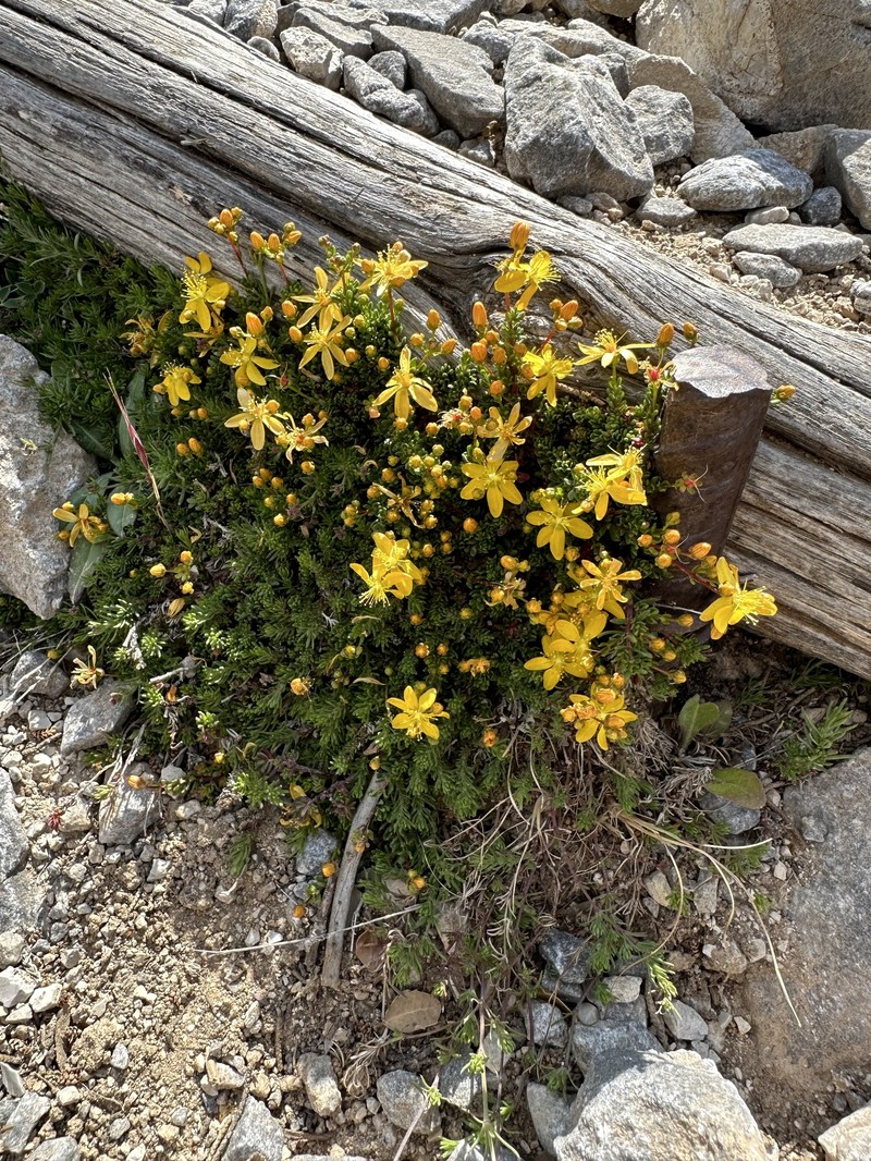 Hypericum empetrifolium subsp. oliganthum photo 3