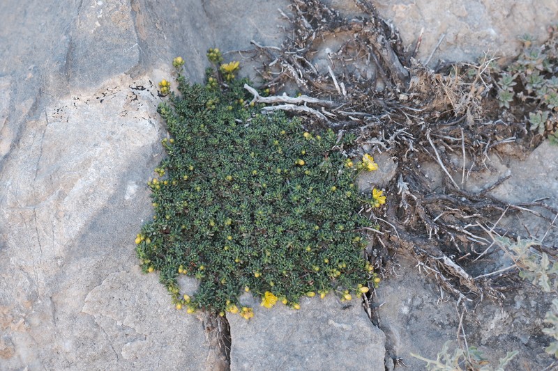 Hypericum empetrifolium subsp. tortuosum