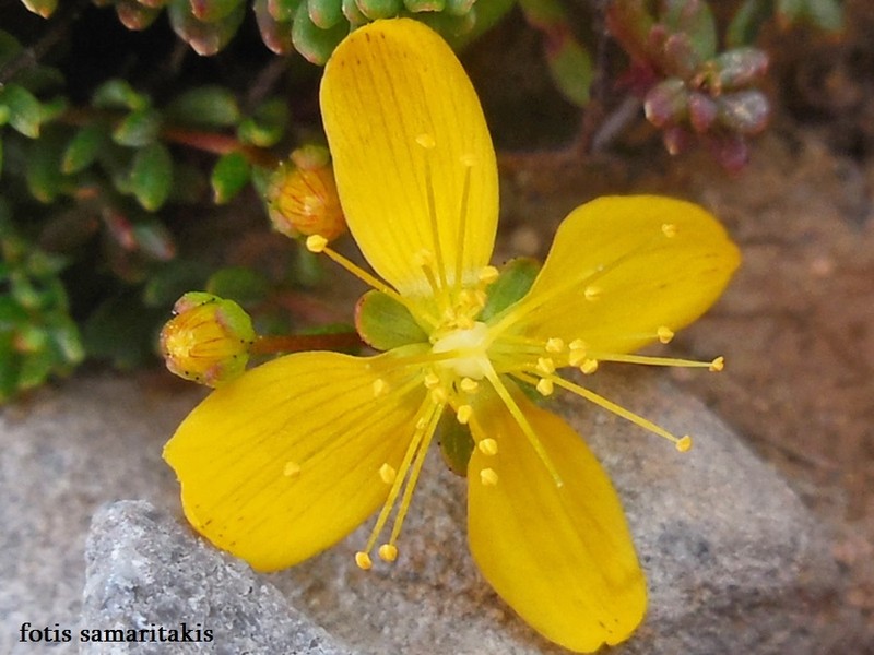 Hypericum empetrifolium subsp. tortuosum photo 2