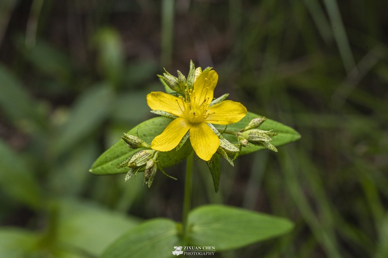 Hypericum erectum