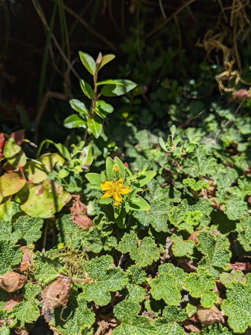Hypericum erectum photo 2