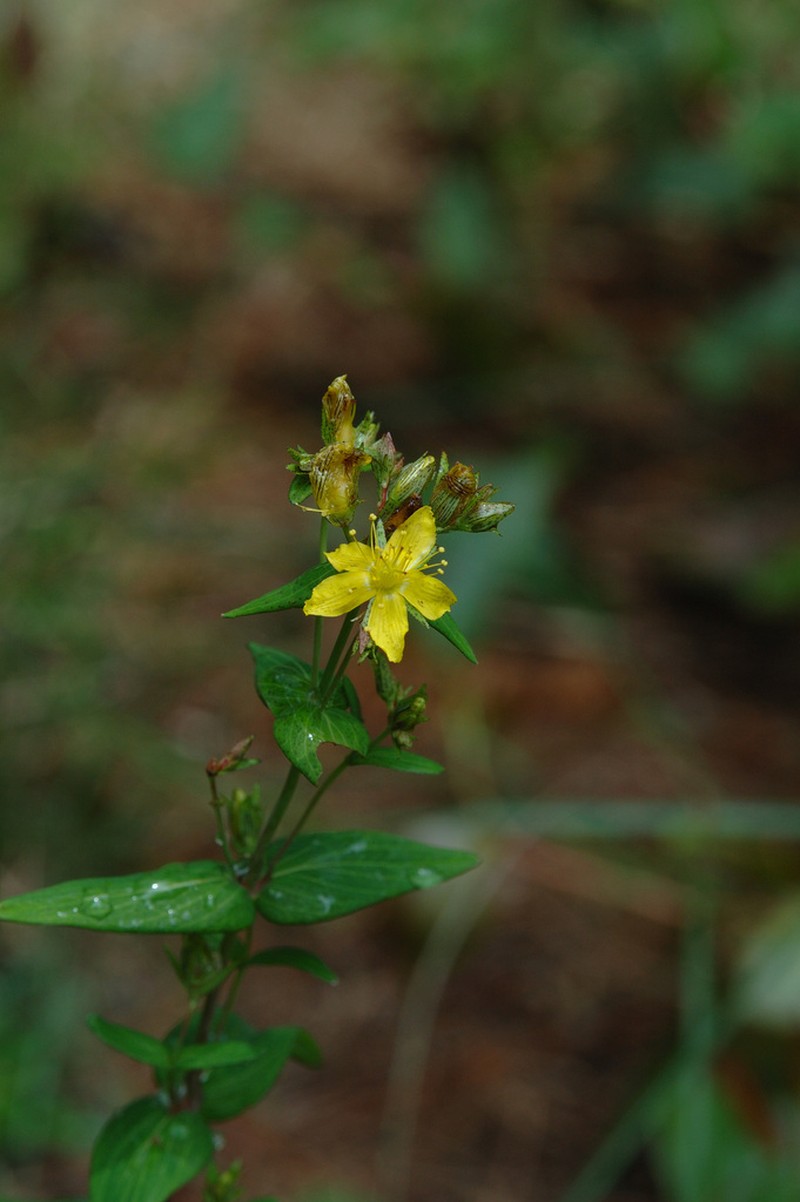 Hypericum erectum photo 3