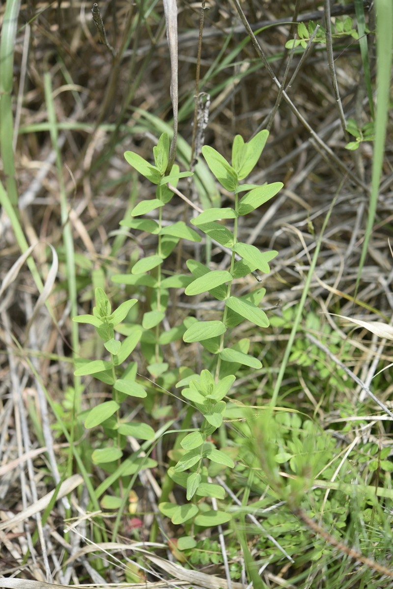 Hypericum erectum photo 4