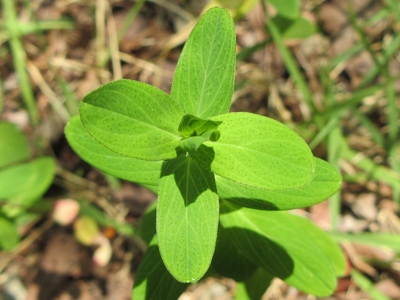 Hypericum erectum photo 5