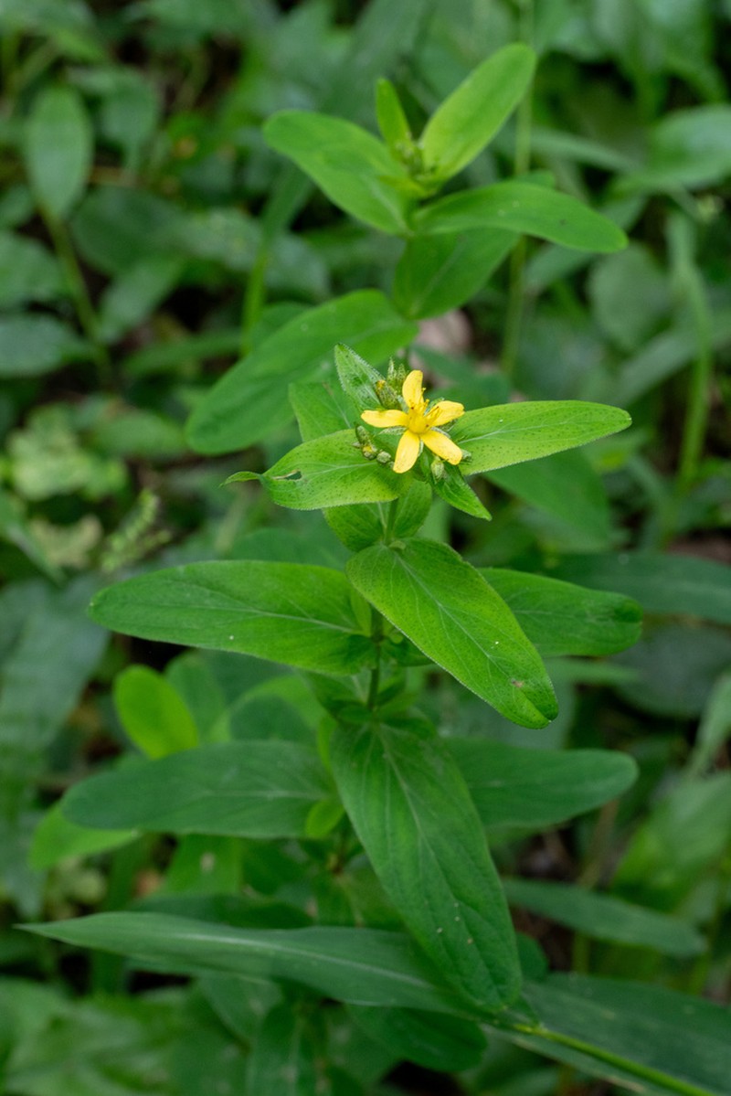 Hypericum erectum photo 6