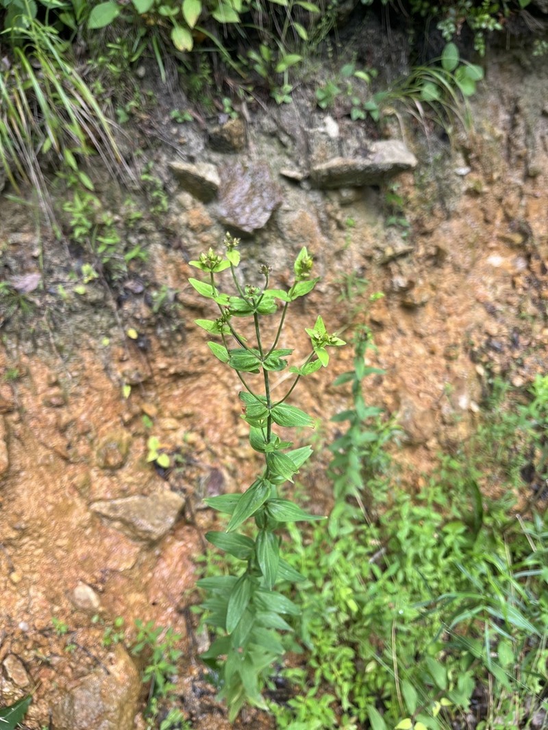 Hypericum erectum photo 7