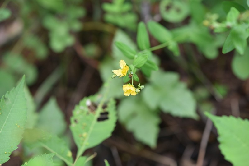 Hypericum erectum photo 8