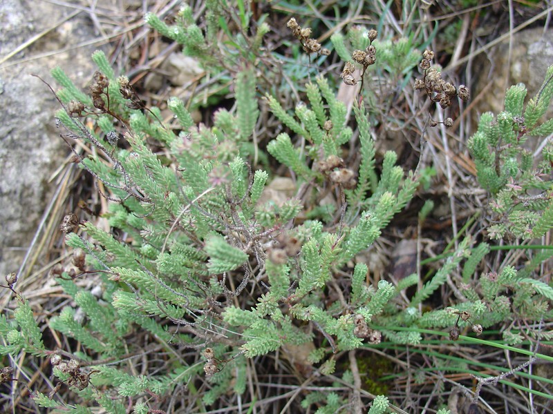 Hypericum ericoides